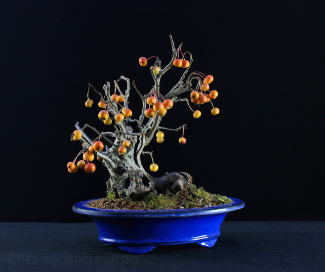 crab apple bonsai